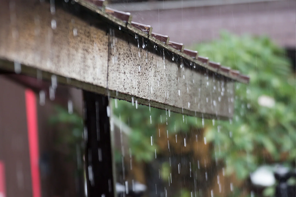 A close-up shot of rainwater dripping steadily from the edge of a weathered wooden roof. Individual raindrops are captured in mid-air against a blurred background of green foliage, illustrating a lack of gutters or a heavy rainfall scenario.